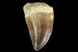 Mosasaur (Prognathodon) Tooth - Morocco #74984-1